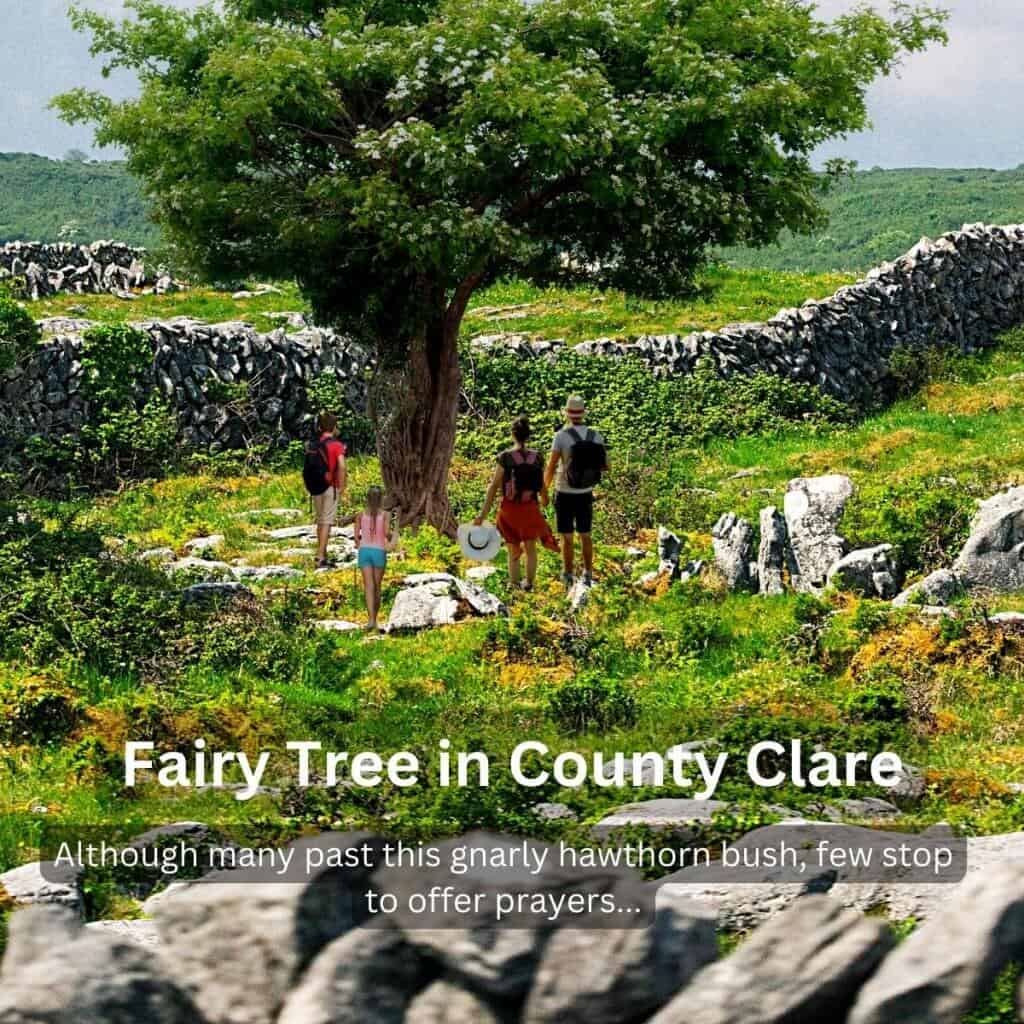 A group of hikers walking past a large fairy tree in County Clare, Ireland.