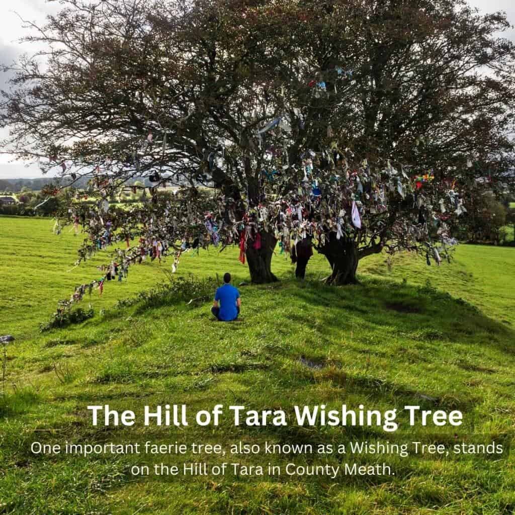 Wishing Tree on Hill of Tara, County Meath in Ireland, with colorful ribbons tied to the branches.