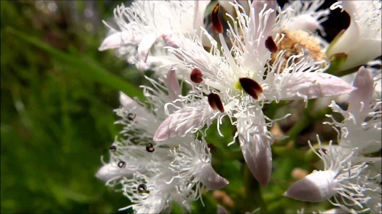 Close-up of a white wildflower with tiny insects, lush green background.