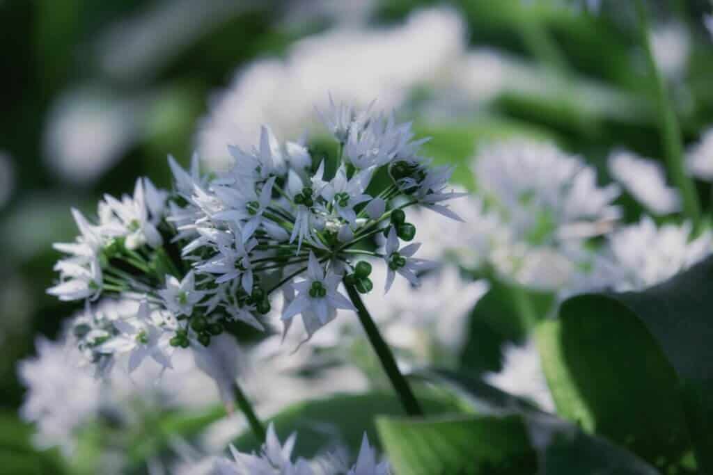 Irish garlic