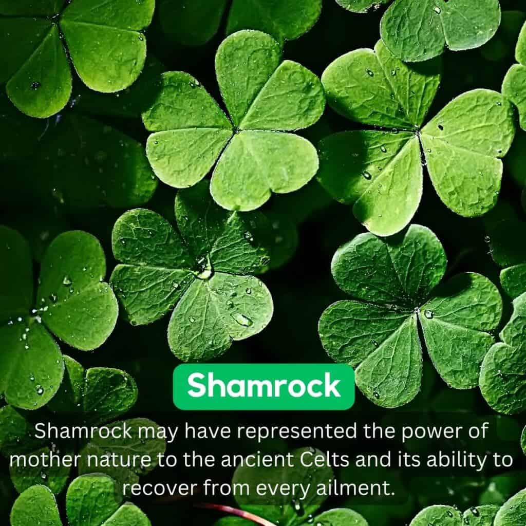 Shamrock leaves with water droplets, symbol of Irish culture and heritage.