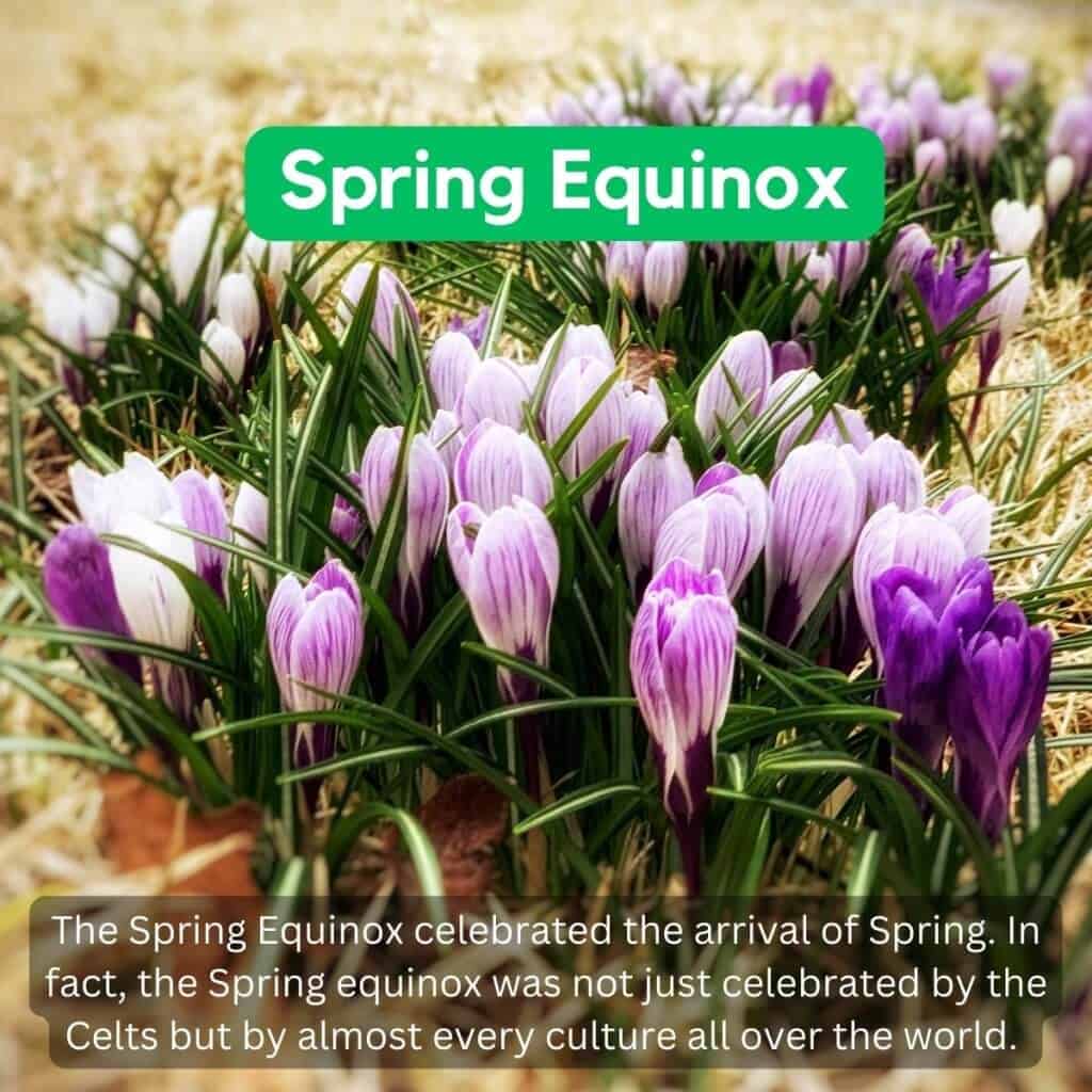 Crocuses blooming in springtime on an Irish landscape, heralding the start of warmer weather and vibrant nature.