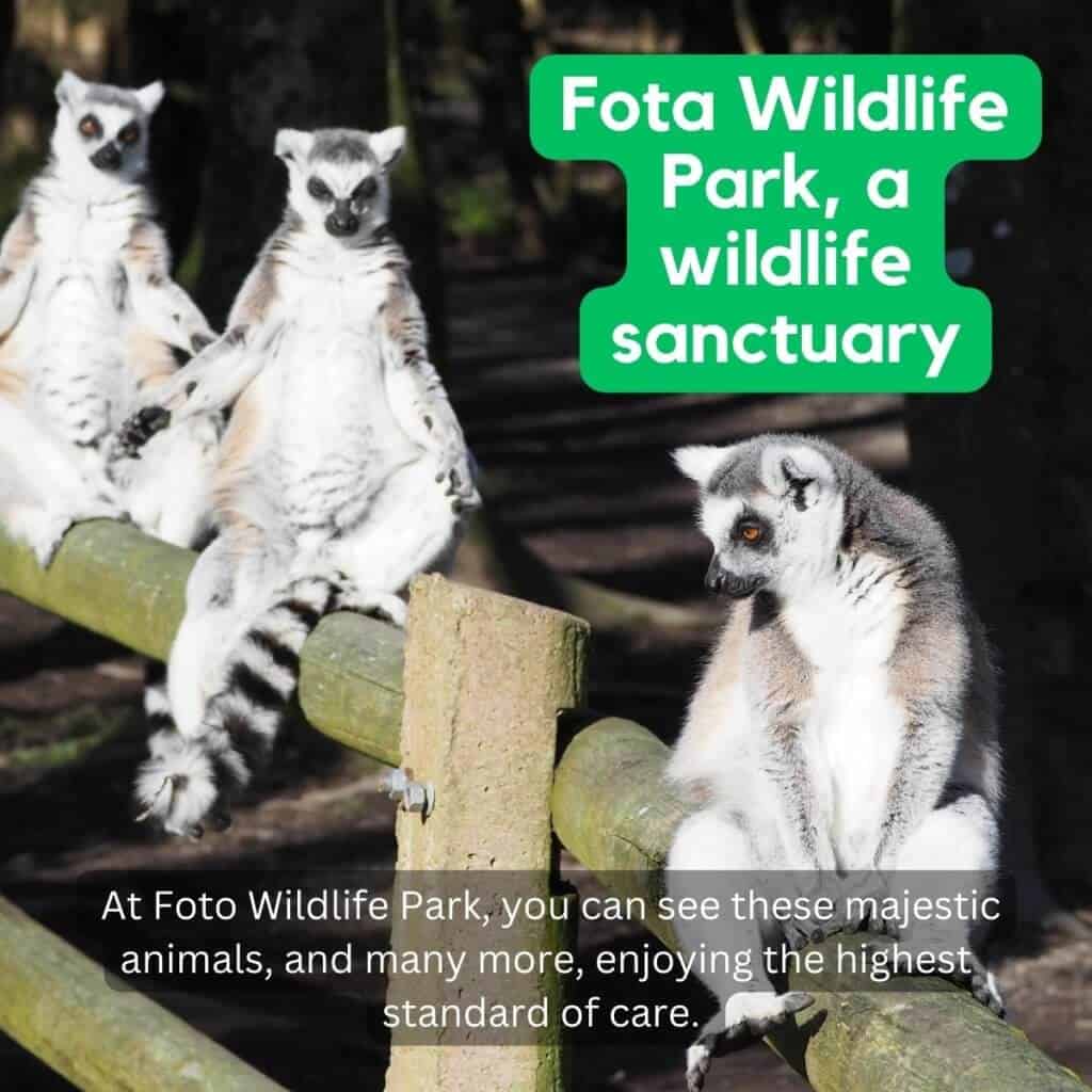 Gray and white lemurs sitting on wooden logs at Fota Wildlife Park.