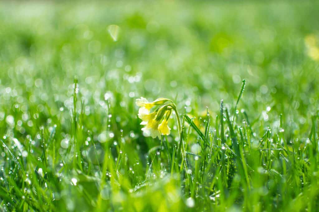 weather in spring in ireland