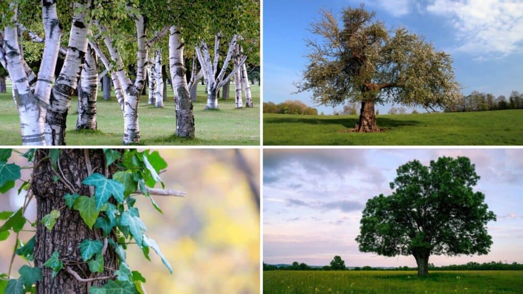 Vibrant Irish landscape featuring diverse trees and lush greenery.