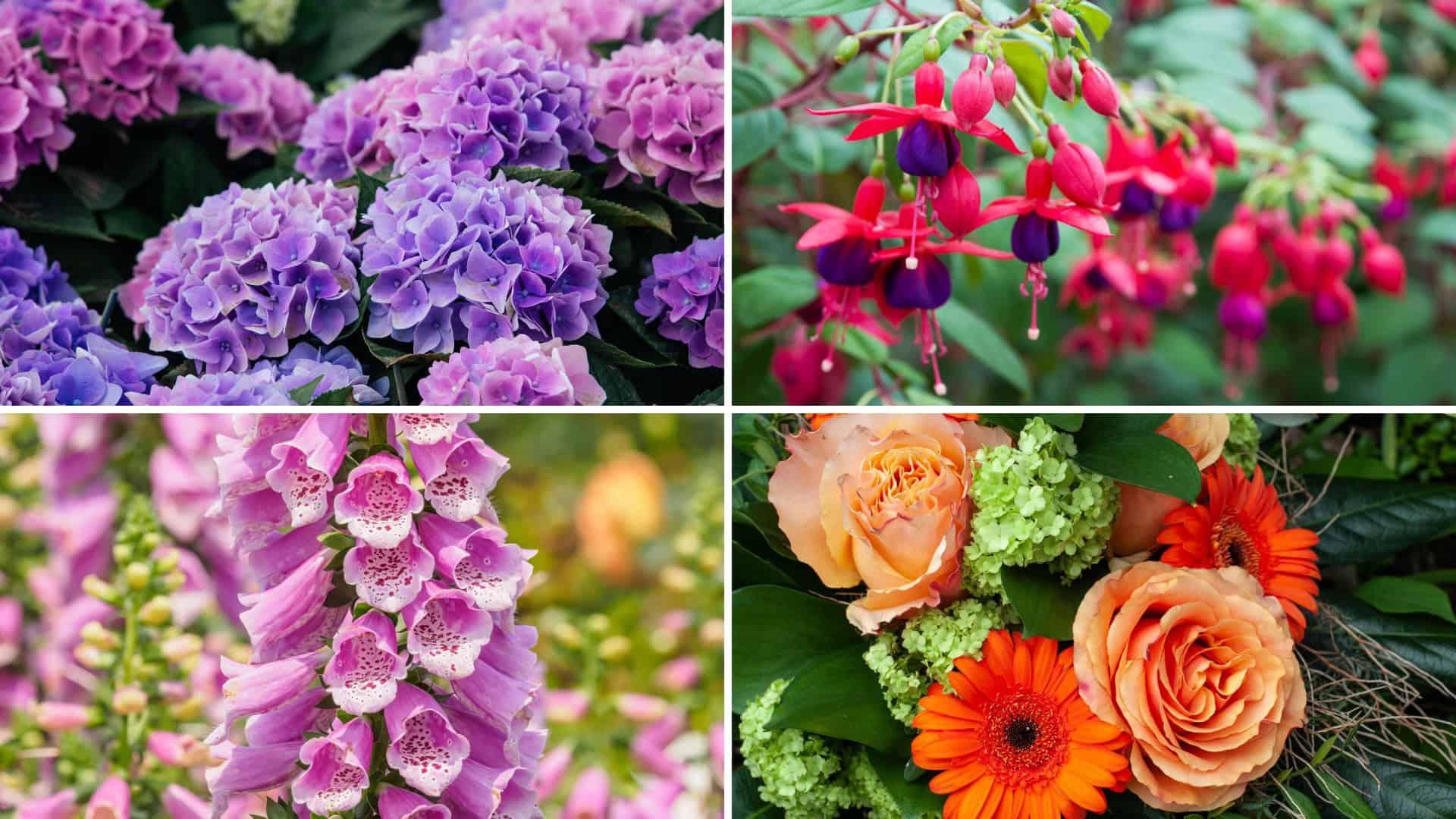 Vibrant purple hydrangeas blooming in garden landscape.
