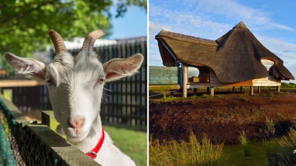 Bold Ireland wide image of a goat and a thatched cottage in Ireland for travel and culture.