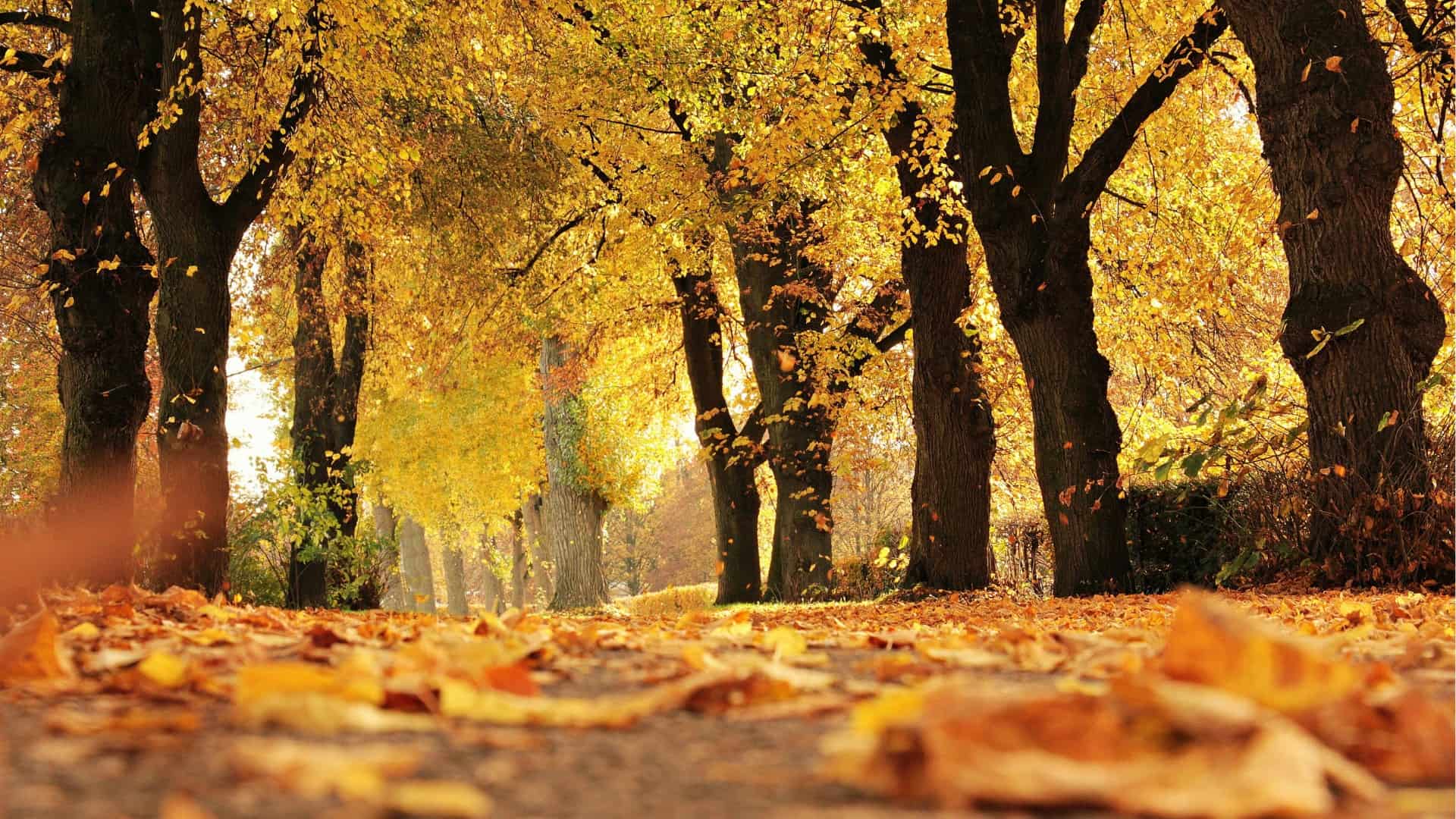 Weather in Ireland in October