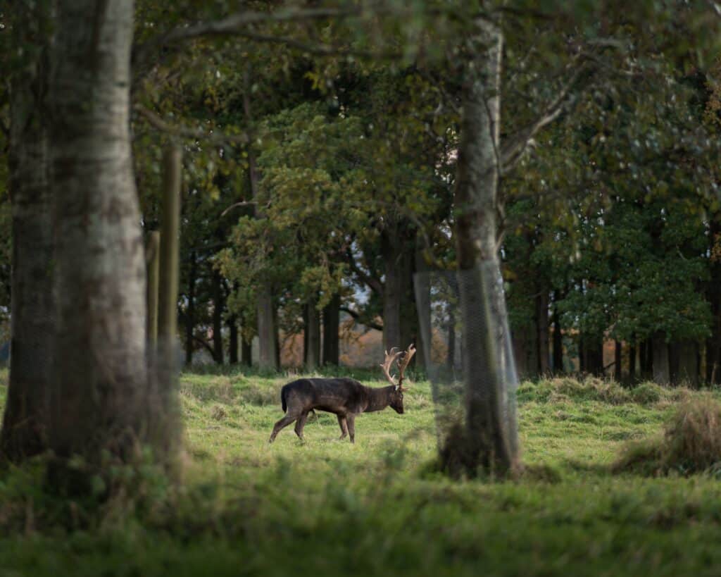 A lone deer standing gracefully amidst the lush woods of Ireland, showcasing natural beauty.