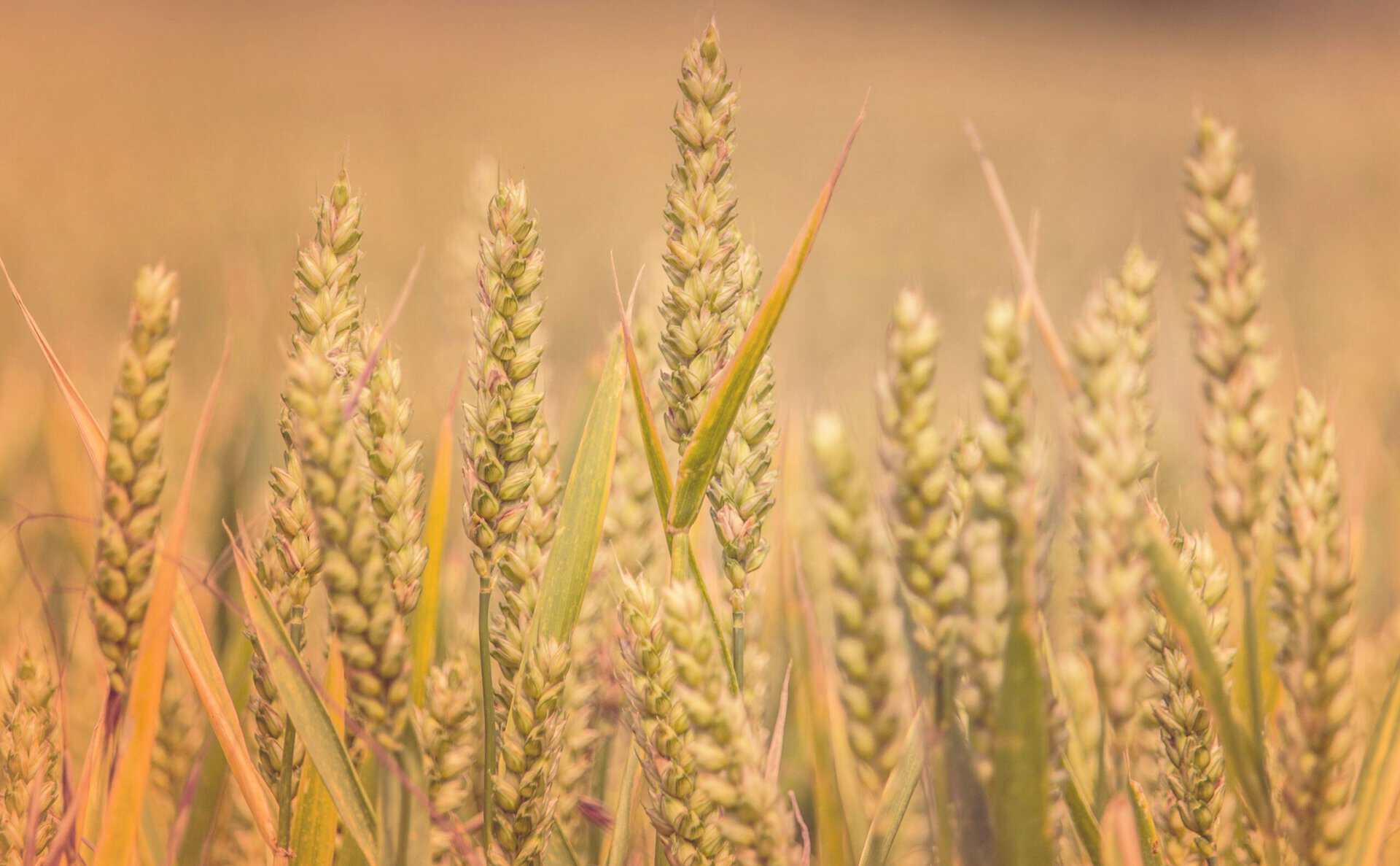Ireland Considers Folic Acid Fortification To Cut Neural Tube Defects