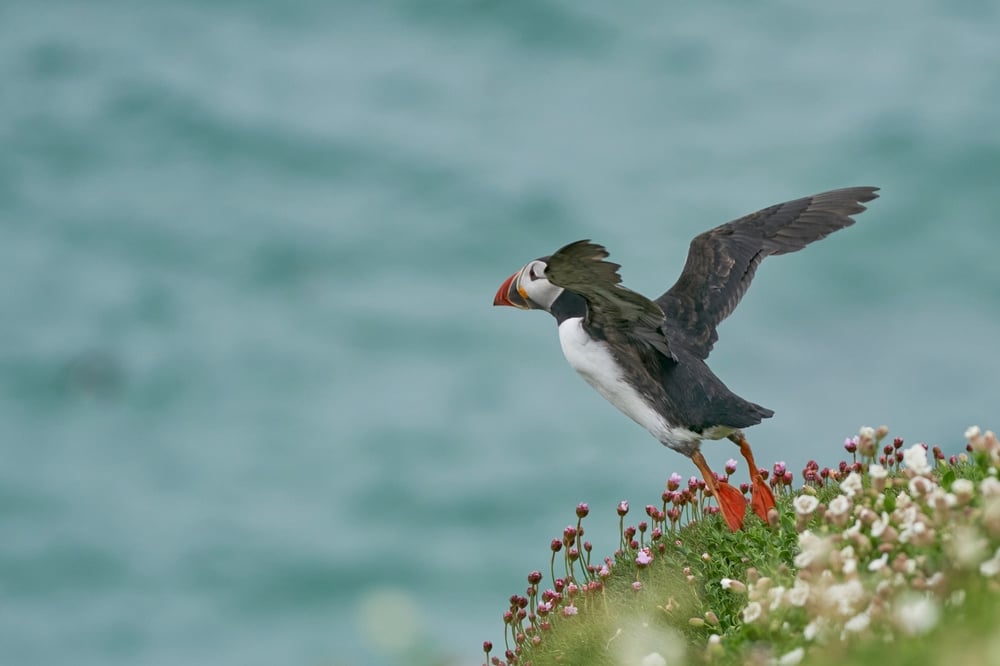 Puffin on Skellig Michael with ocean background.