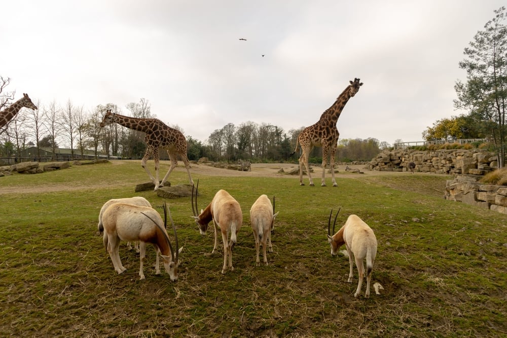 Giraffes and antelopes in Dublin Zoo enclosure.