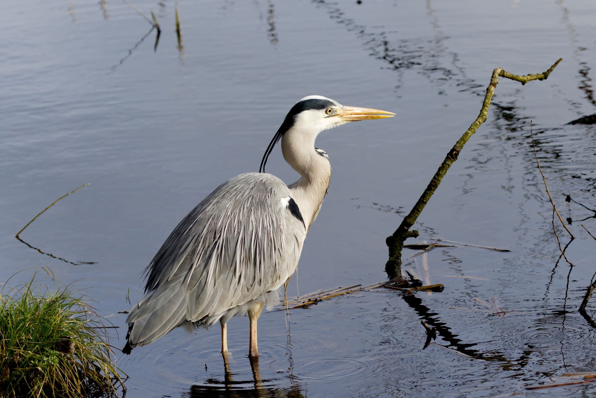 A grey heron stands gracefully in a wetland area in Northern Ireland.