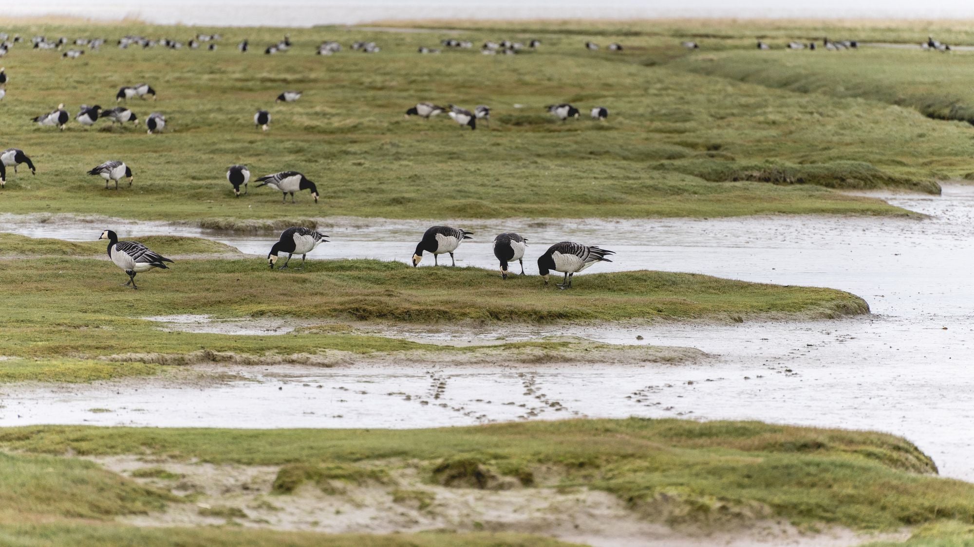 Barnacle geese flock grazing on the grassy wetlands in Groningen, Netherlands.