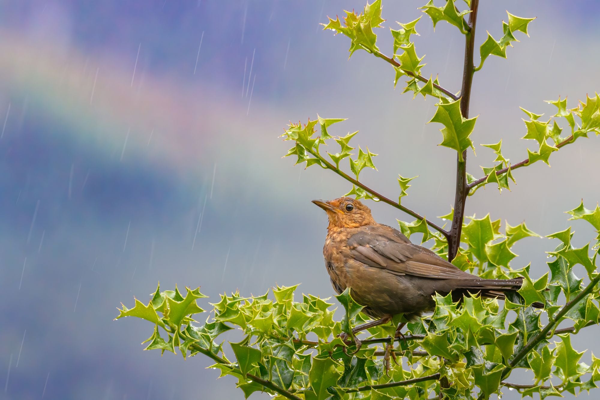 Close-up of a blackbird on an ivy branch during rainfall in Scotland.