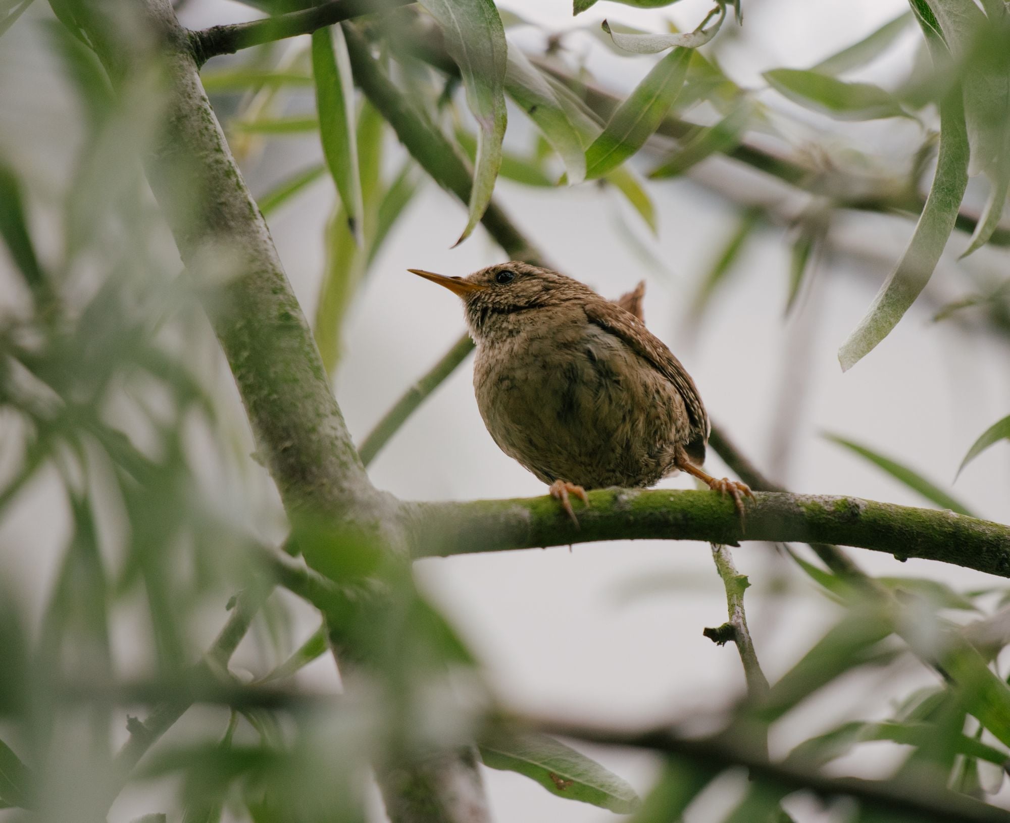Close-up of a Eurasian wren sitting on a tree branch surrounded by leaves.