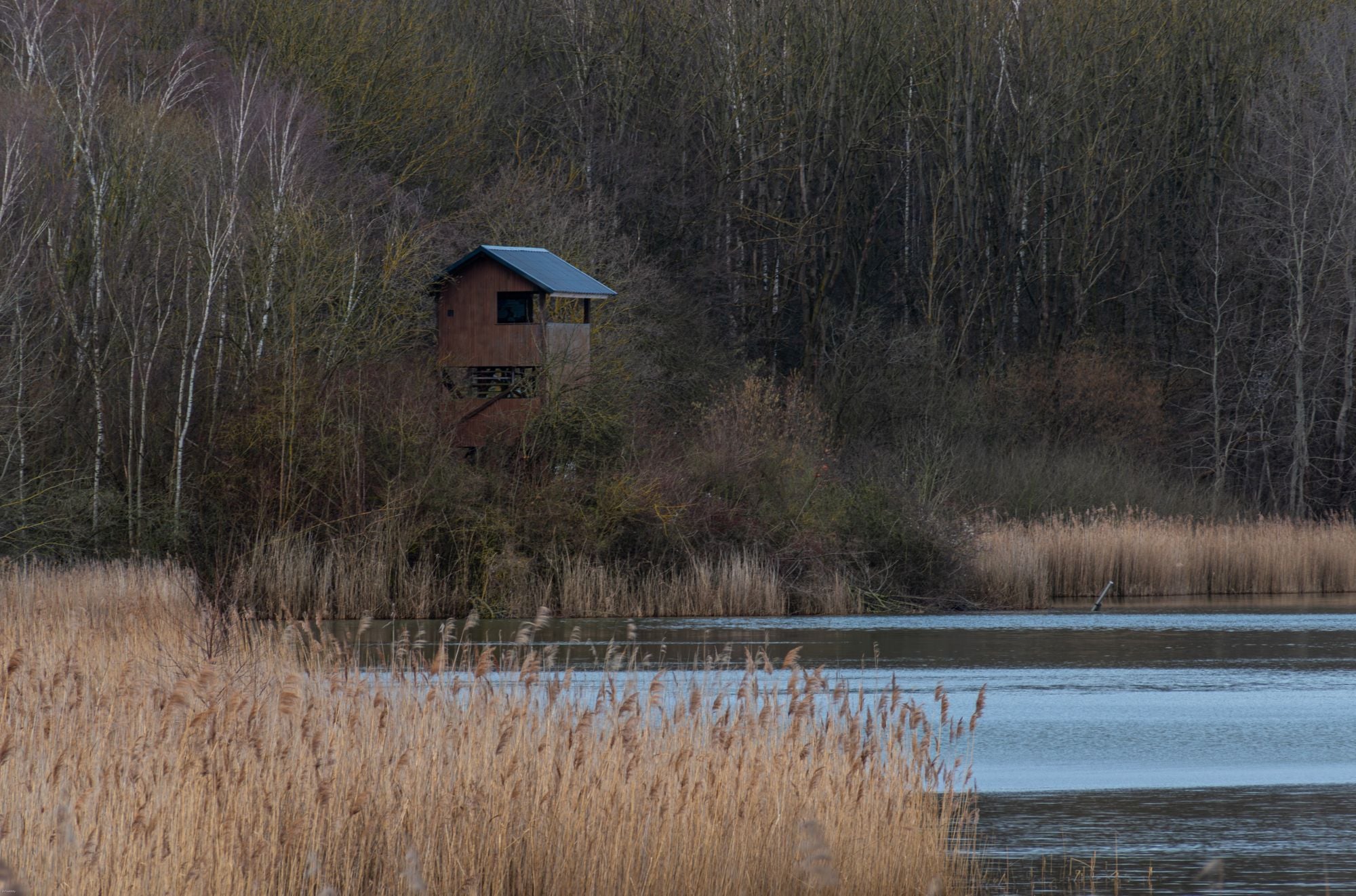 Peaceful lake scene with a wooden observation tower, surrounded by forest and reeds.