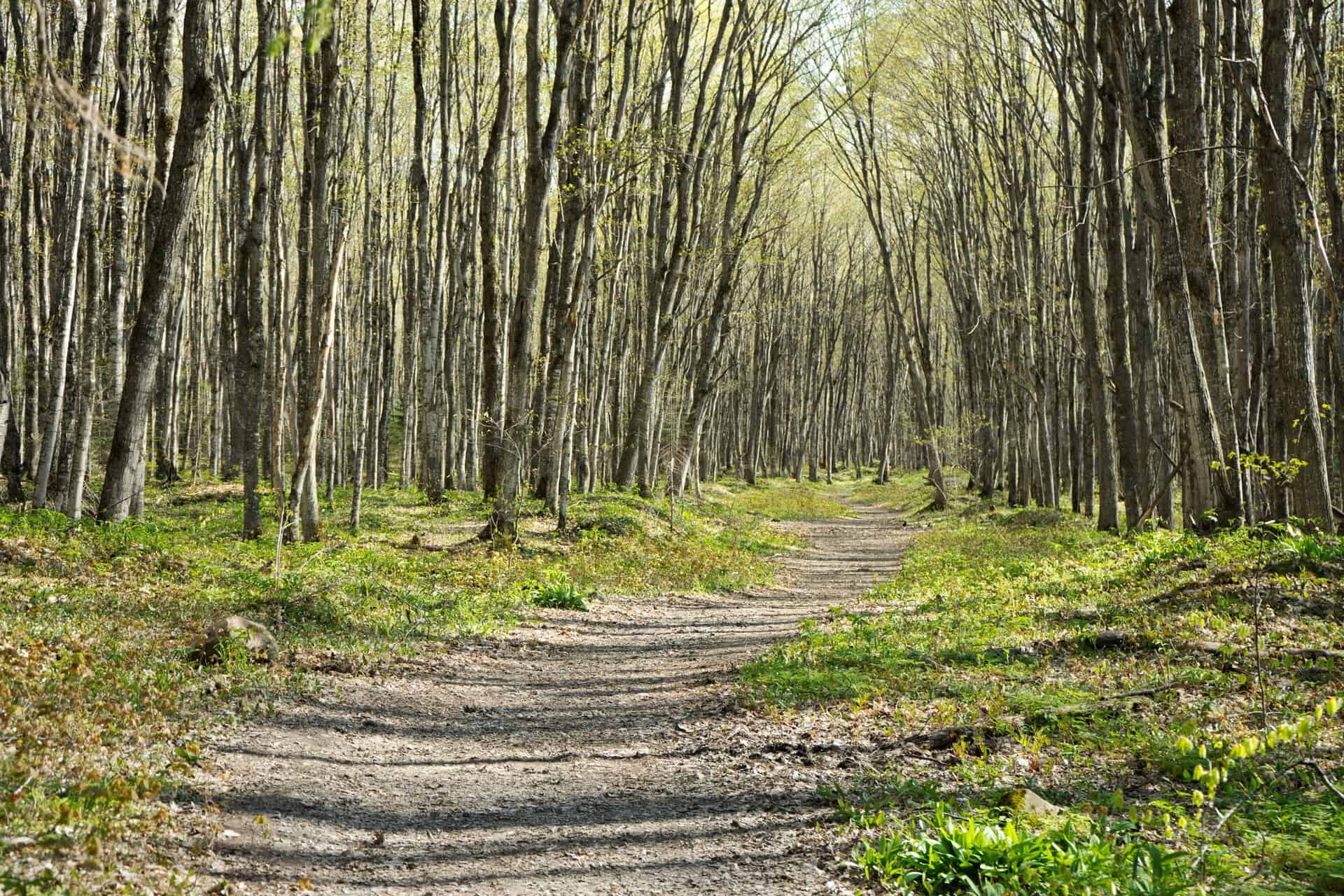 A tranquil forest pathway surrounded by trees and greenery, perfect for nature walks.