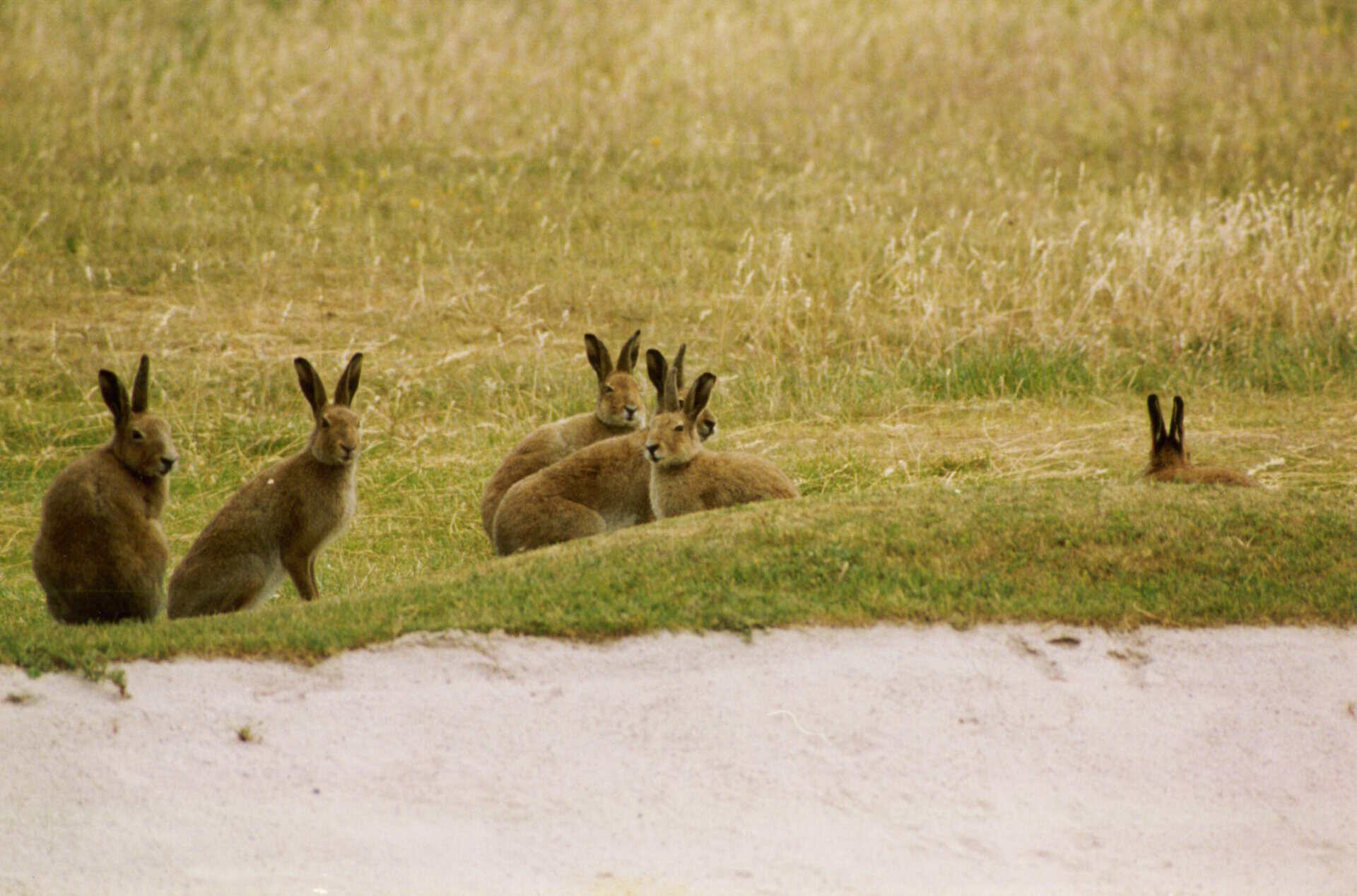 Irish hares resting in dune grassland on North Bull Island, Dublin.