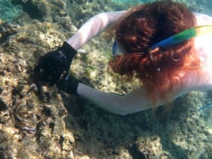 coral gardening squid