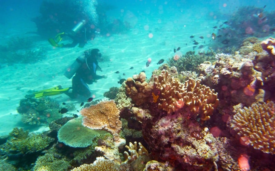 rainbow reef diving fiji island spirit taveuni