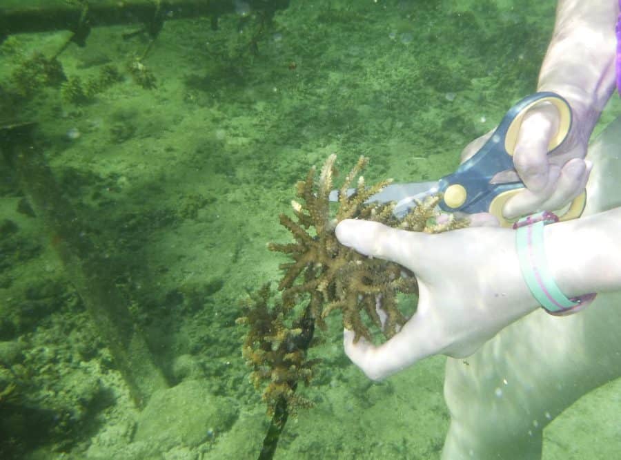 June coral gardening trip 2017 Fiji Island spirit