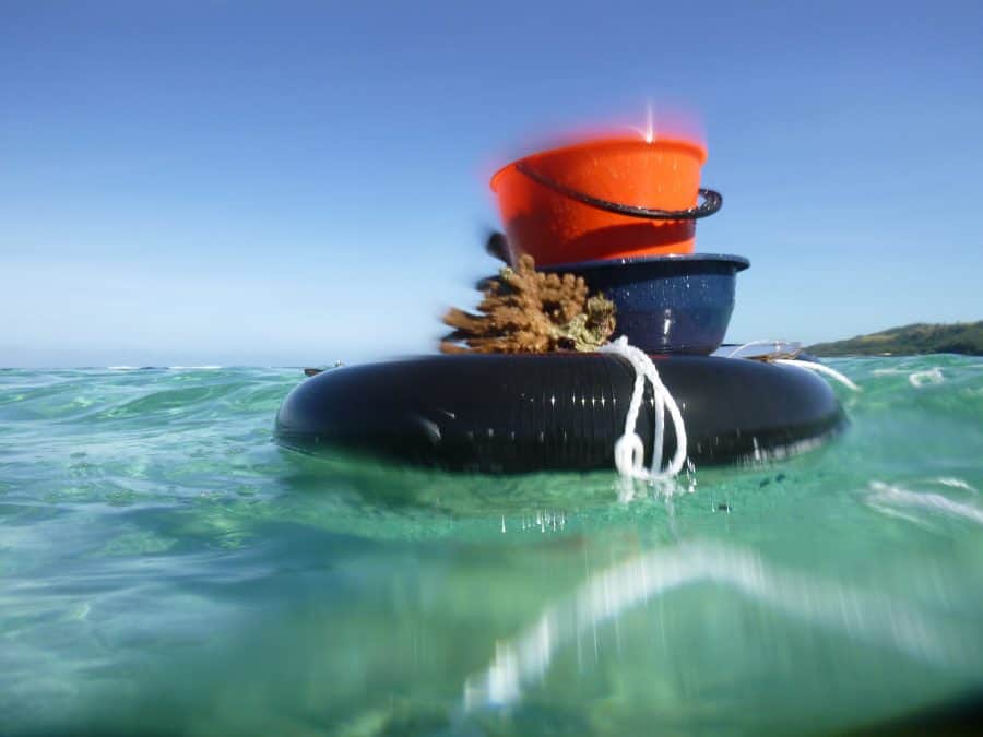 June coral gardening trip 2017 Fiji Island spirit