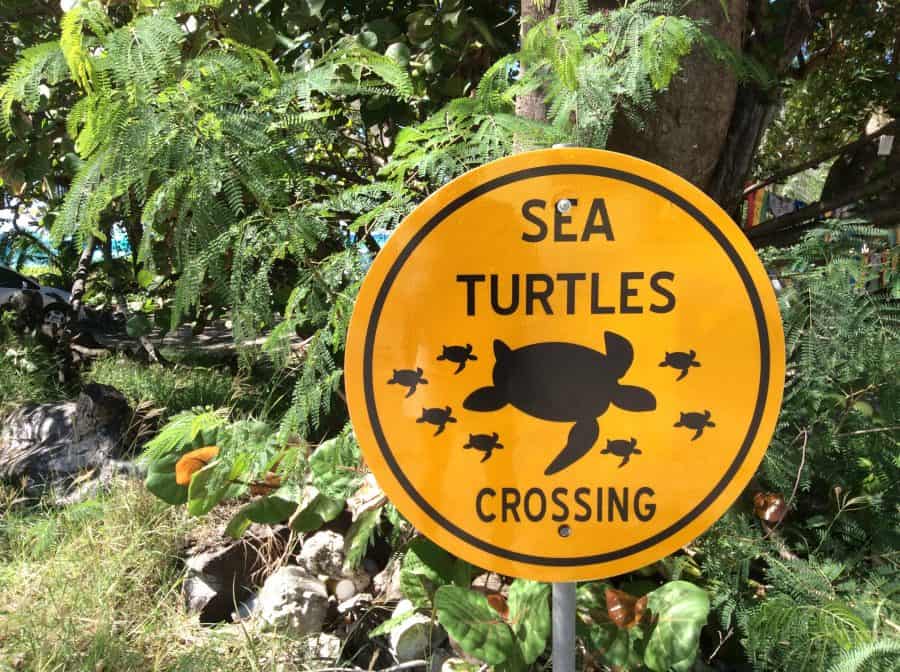 Barbados Island Spirit turtles