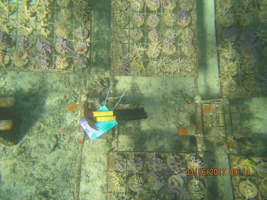 Coral Gardening Fiji Island Spirit 2017