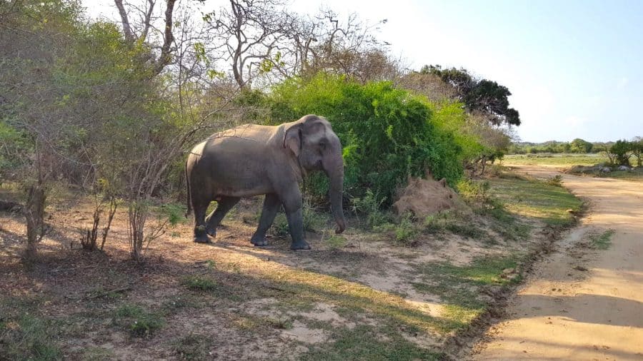 Kumana National Park, Sri Lanka