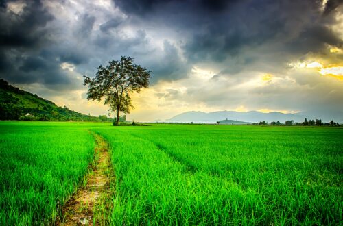 Live simply for a happier life