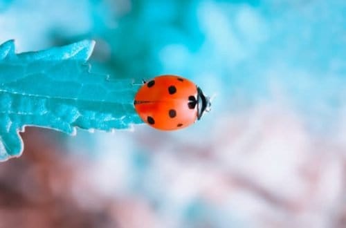 Small Wonders of Life - The Art of Good Enough