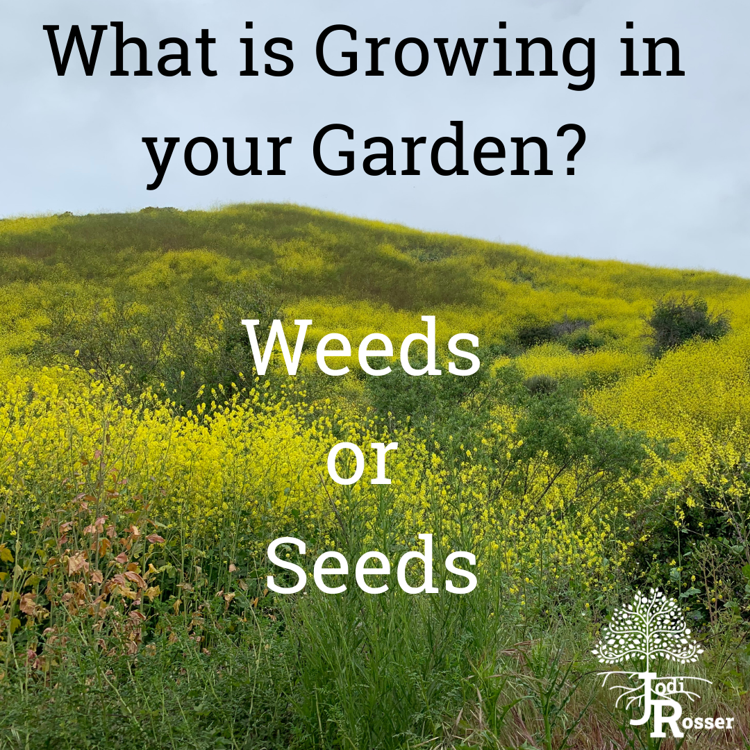 Are you Growing Seeds or Weeds in your Garden?