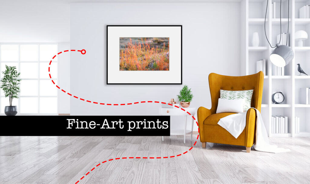 Thumbnail just Herm - Fine-Art prints