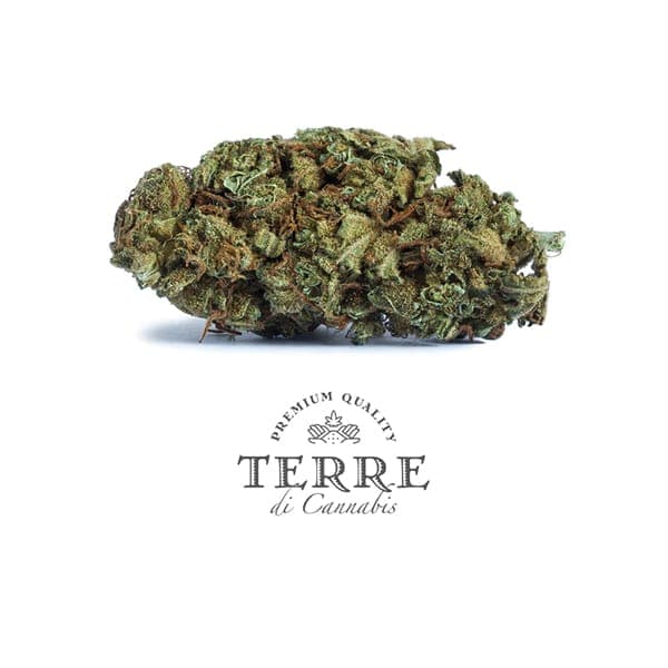 Aria CBD loreak – Terre di Cannabis
