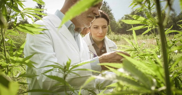 La importancia del asesoramiento para aprovechar al máximo los beneficios del CBD