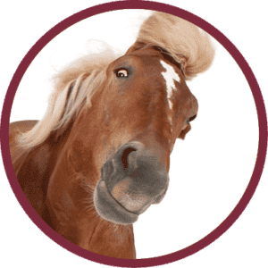 A brown horse with a white marking on its face tilts its head and looks at the camera, framed by a maroon circle on a white background.