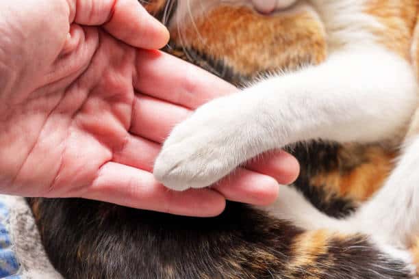 Animal Welfare Advocacy Human hand and cat paw together close up. Animal Welfare Advocacy