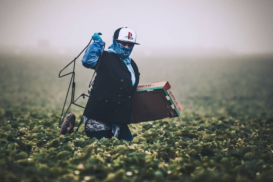 a person in a field with a wheelbarrow carrying boxes
