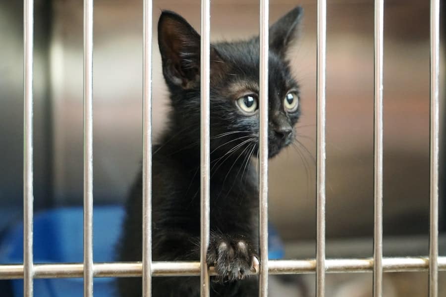 abcdhe 127 cat inside cage