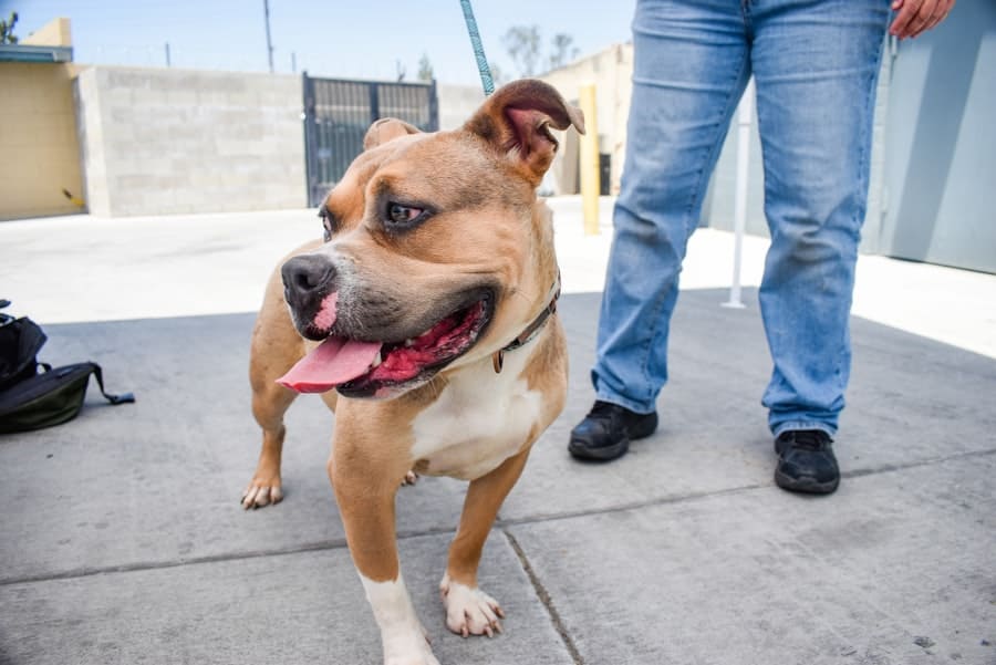 image 287 dog standing beside man