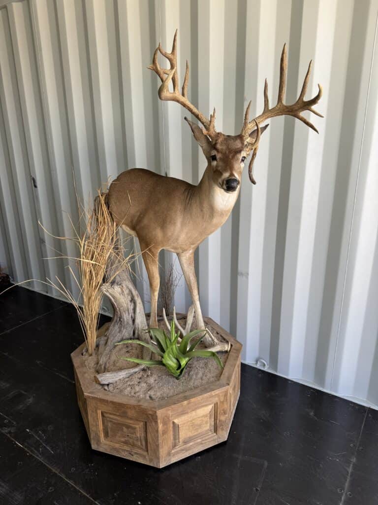 Mounted deer with antlers in a wooden display case.