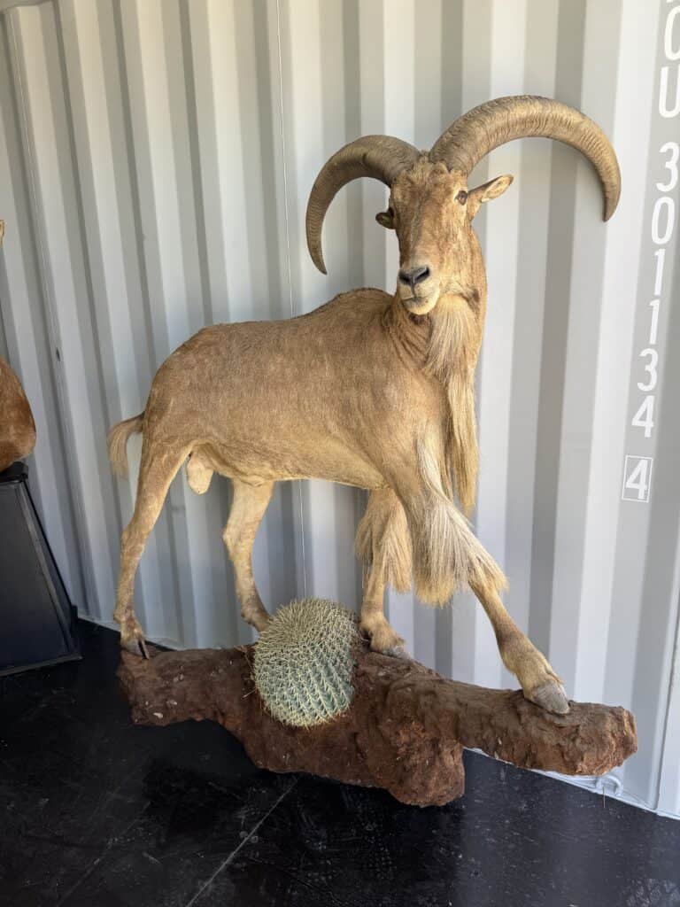 Mounted ram with large curved horns on wooden base at auction.