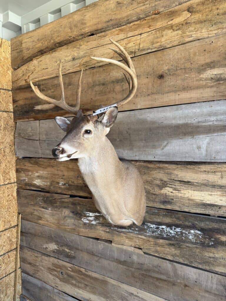 Mounted deer head with antlers on wooden wall for auction.