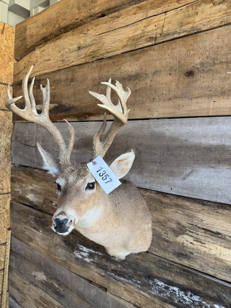 Mounted deer head with antlers for auction at Garrett Realty & Auction.