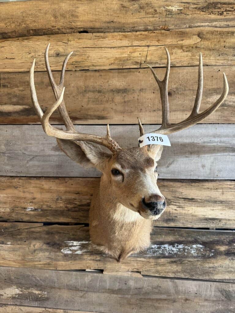 Deer head taxidermy mount with antlers for auction.