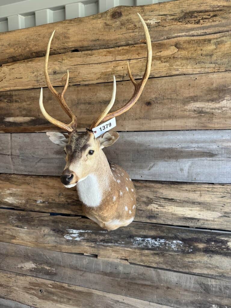 Mounted deer head with antlers on rustic wood background.