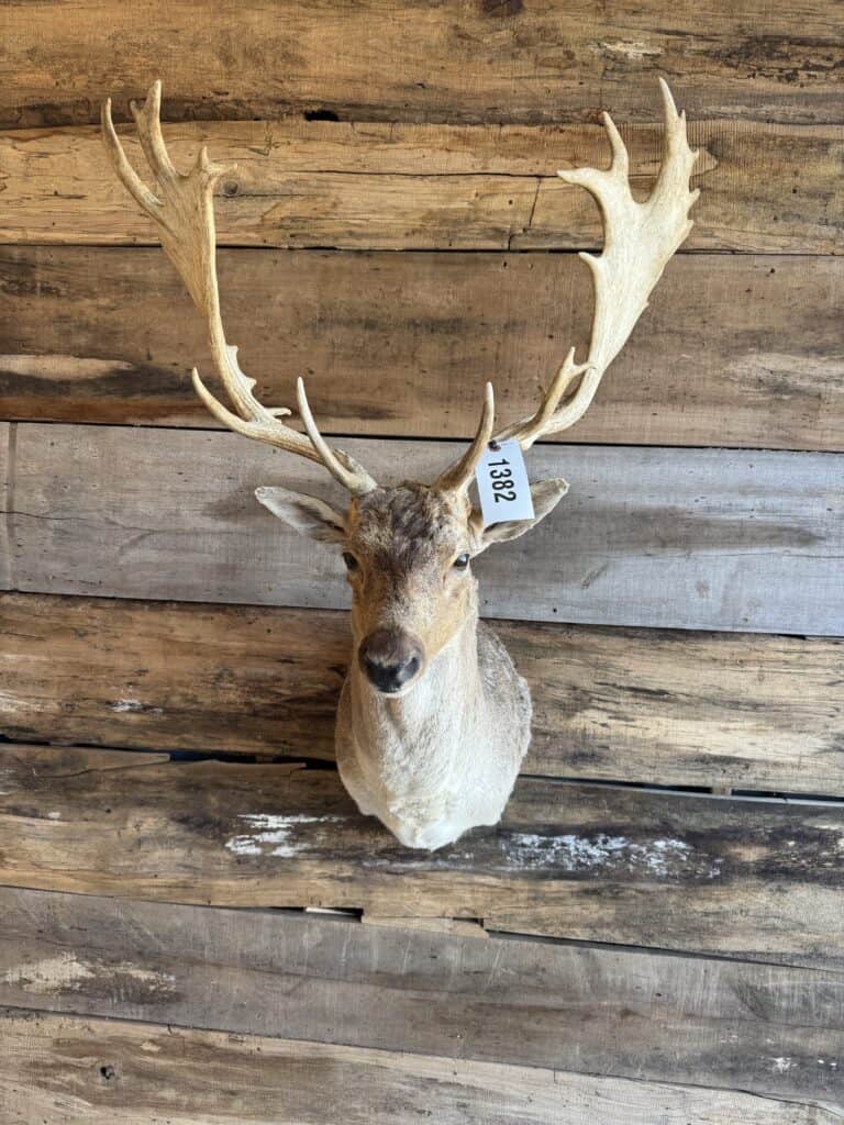 Mounted deer head with large antlers for auction display.