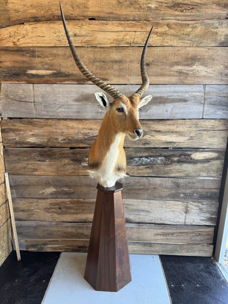 Mounted antelope head with long curved horns on wooden wall.