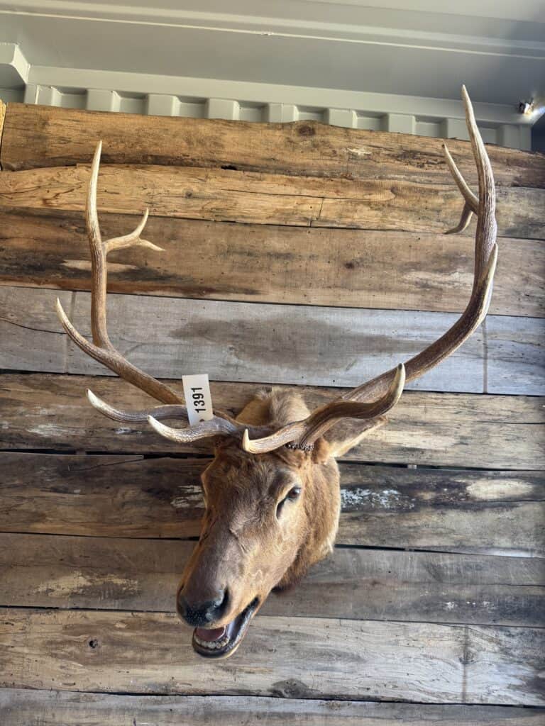 Elk head with large antlers mounted on wooden wall.